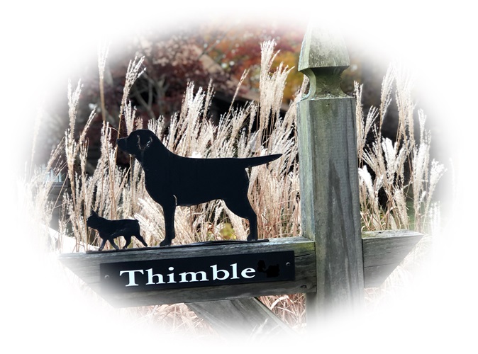 Thimble Labrador Retrievers